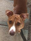 Peppermint Patti - Adoption Pending!
