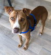 Peppermint Patti - Adoption Pending!