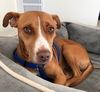 Peppermint Patti - Adoption Pending!