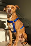 Peppermint Patti - Adoption Pending!