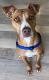 Peppermint Patti - Adoption Pending!