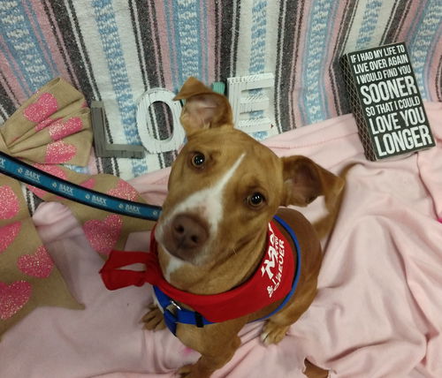 Peppermint Patti - Adoption Pending!