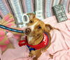 Peppermint Patti - Adoption Pending!