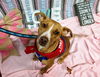 Peppermint Patti - Adoption Pending!
