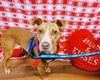 Peppermint Patti - Adoption Pending!