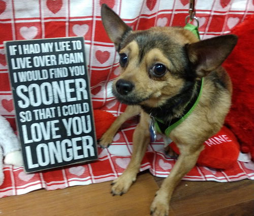 Sam - Adoption Pending!