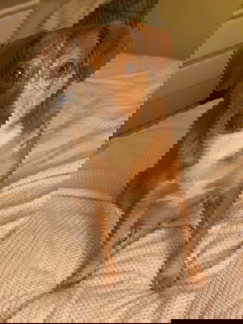 Gator