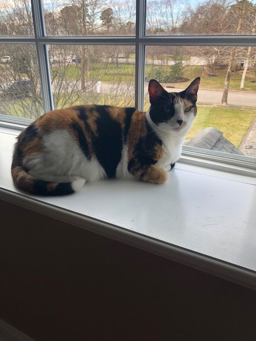 Cat Benitar