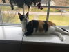 Cat Benitar