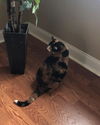 Cat Benitar
