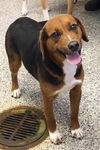 Reba - Has a foster to adopt home!