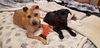 Tikki - Adoption Pending