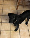 Ali - Has a foster to adopt home