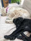 Ali - Has a foster to adopt home