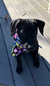 Ali - Has a foster to adopt home