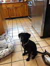 Ali - Has a foster to adopt home