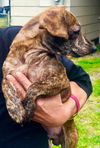 Henry - Adoption Pending!!