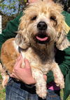 Phyllis- Adoption pending