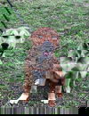 Annie