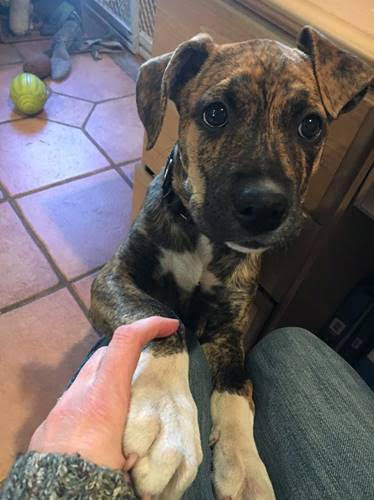 Jamie - Adoption Pending!