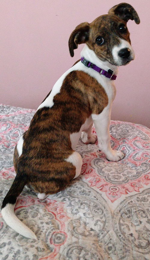 Penny