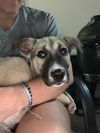 Mako - Has a foster-to-adopt home!