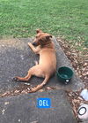 Del - Has a foster-to-adopt trial home!