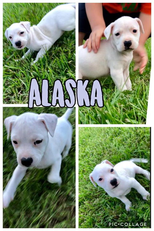 Alaska