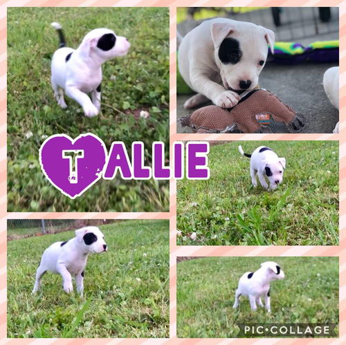 Tallie - Has a foster-to-adopt home!