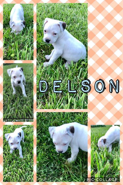 Delson