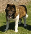 Gentle Ben
