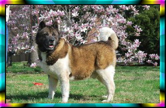 Gentle Ben