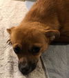 Laylee - Needs a foster!