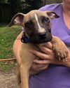 Kimmie - Has a foster-to-adopt home!