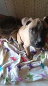 Kimmie - Has a foster-to-adopt home!