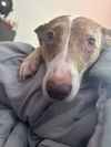 Misty - Most Beautiful Girl!