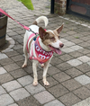 Misty - Most Beautiful Girl!