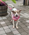Misty - Most Beautiful Girl!