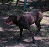 Ginger (choc lab)