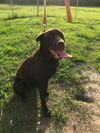 Ginger (choc lab)