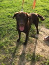 Ginger (choc lab)