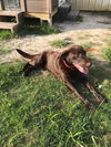 Ginger (choc lab)