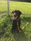 Ginger (choc lab)