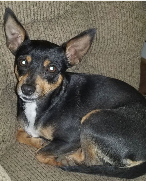 CeCe - Has a foster-to-adopt home!