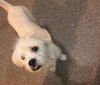 Andy - Has a foster-to-adopt home!