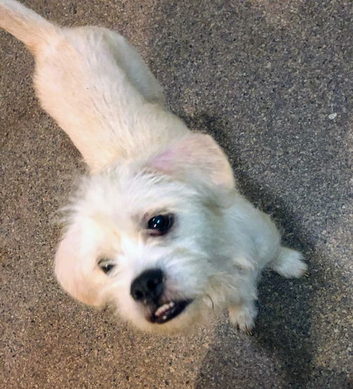 Andy - Has a foster-to-adopt home!