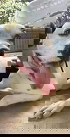 Chance (bully mix)