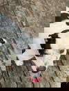 Chance (bully mix)