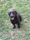 Anna - Adoption Pending! (no more applications)