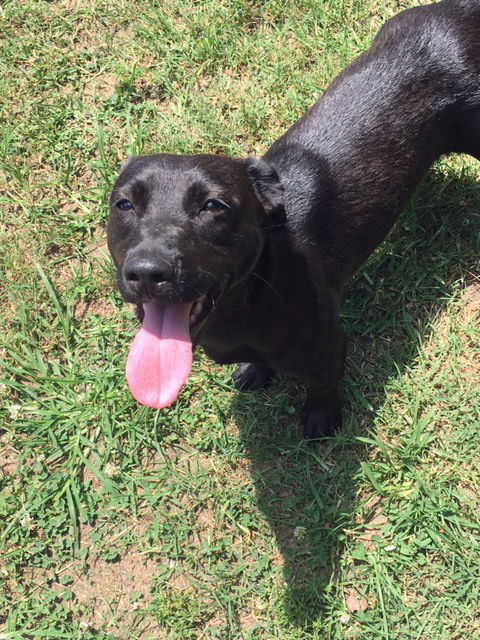 Anna - Adoption Pending! (no more applications)